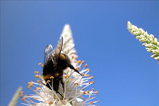 蜜蜂,花