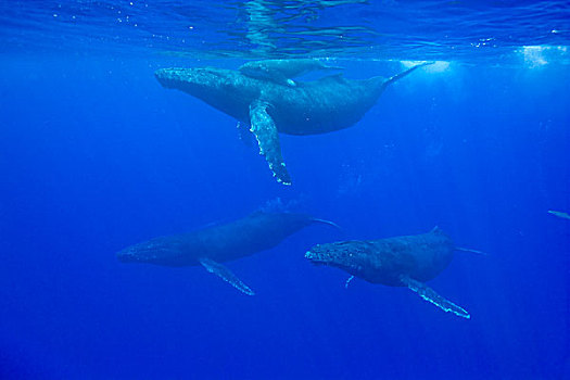 水下视角,驼背鲸,母牛,幼兽,游泳,太平洋,雄性,饲养,季节,夏威夷大岛,夏威夷