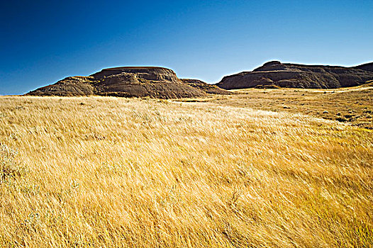 草原,草,荒地,东方,草原国家公园,萨斯喀彻温,加拿大