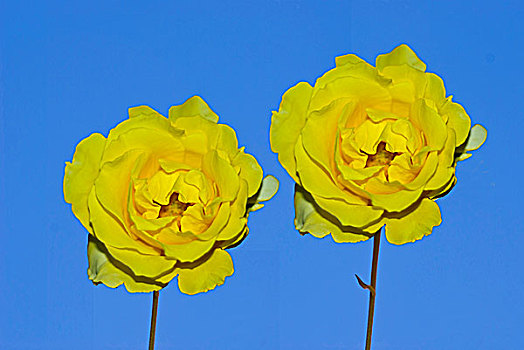两朵黄色的月季花