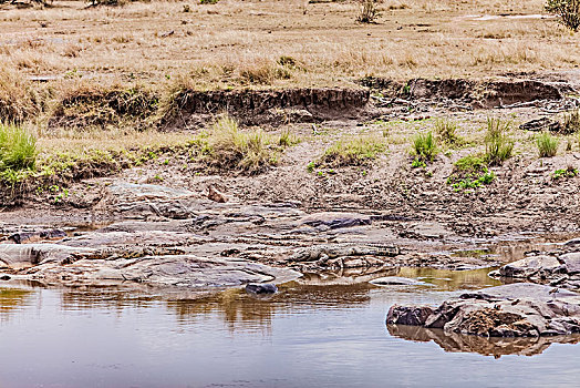 坦桑尼亚塞伦盖蒂湿地鳄鱼生态环境