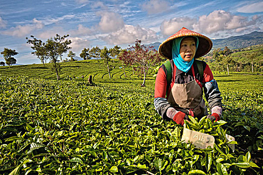 印度尼西亚,爪哇,茶,不动产,女人,挑选