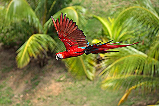 深红色,金刚鹦鹉,成年,飞行,洪都拉斯,中美洲,北美