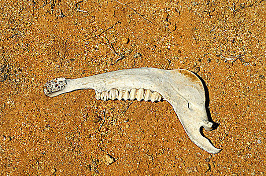 颚部,骨头,死,南非大羚羊,长角羚羊,格格普自然保护区,纳马夸兰,南非,非洲