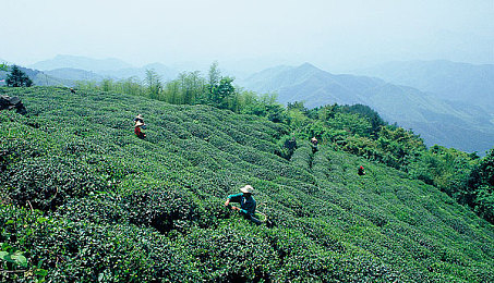 莫干山图片