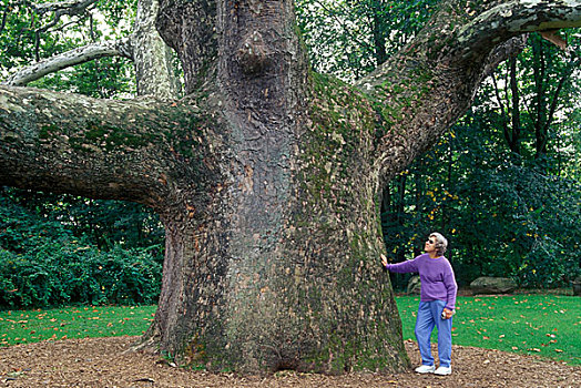 女人,站立,大树,公园,悬铃木,康涅狄格,美国
