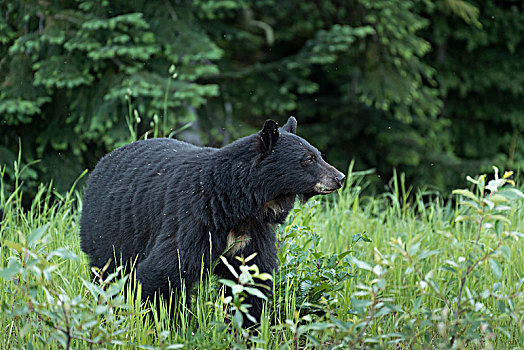 美洲黑熊,惠斯勒,不列颠哥伦比亚省,加拿大,北美
