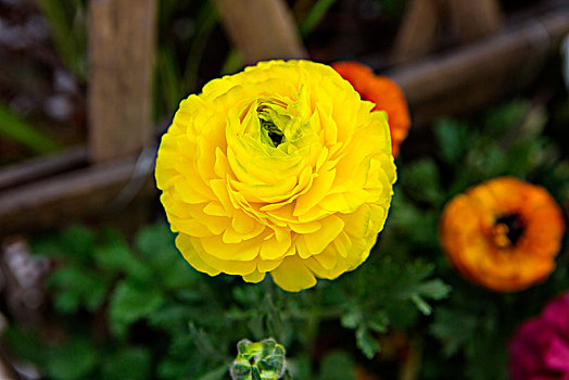 花毛茛花卉