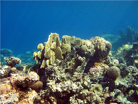 珊瑚礁,黄色,珊瑚,仰视,热带,海洋,蓝色背景,水,背景