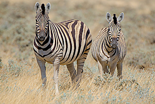 斑马,站立,干草,埃托沙国家公园,纳米比亚,非洲