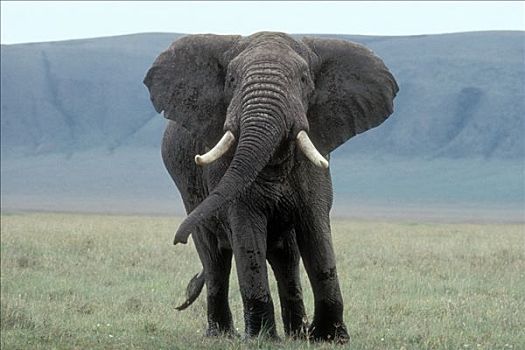 非洲象,男性,恩戈罗恩戈罗火山口,坦桑尼亚