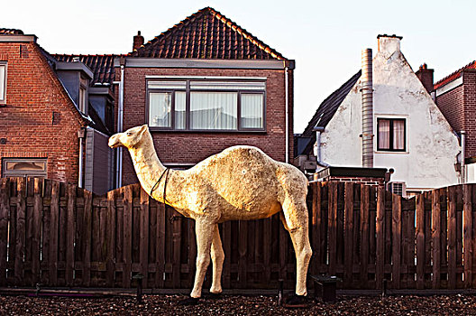 模型,骆驼,户外,房子