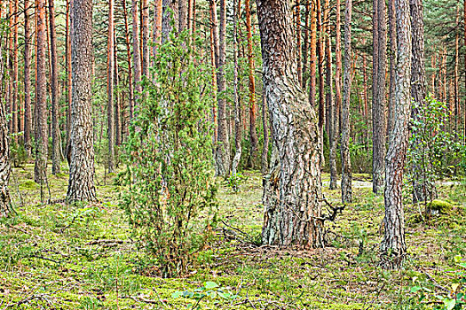 树林,靠近,国家公园,立陶宛,欧洲