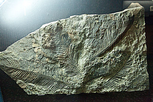 锦州化石博物馆