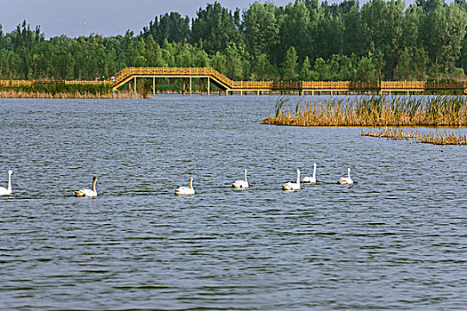 一群白色天鹅在湖中游泳