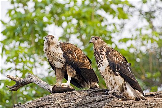 非洲鱼鹰,吼海雕,雏鸟,乔贝国家公园,博茨瓦纳,非洲