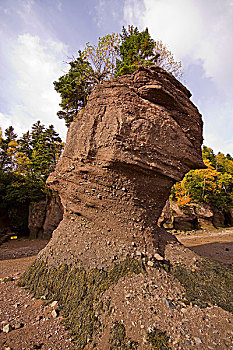 花盆,石头,退潮,霍伯威尔岩,芬地湾,新布兰斯维克,加拿大