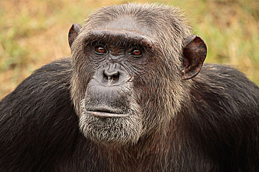 黑猩猩,成年,头像
