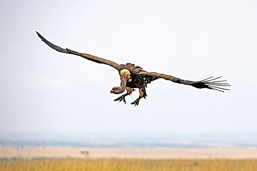 秃鹰,飞,上方,马萨伊,肯尼亚,东非