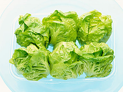 绿色,莴苣,扁篮