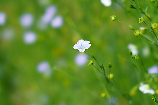 亚麻,花