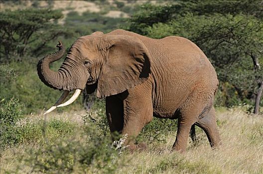 非洲,灌木,大象,非洲象,雄性动物,萨布鲁国家公园,肯尼亚