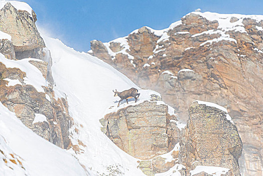 岩羚羊,陡坡,山谷,大帕拉迪索国家公园,省,都灵,意大利阿尔卑斯山,意大利