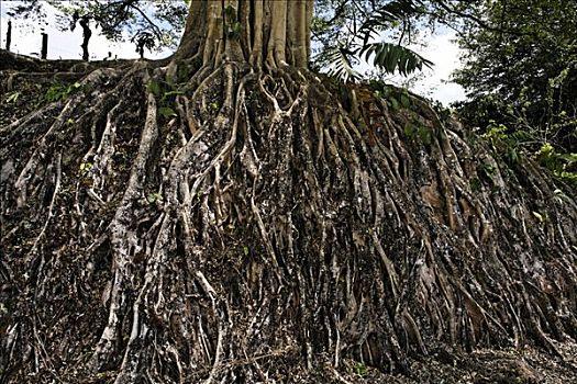根部,巨树,菩提树,哥斯达黎加