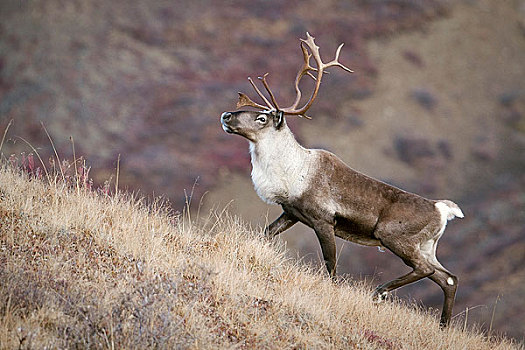 北美驯鹿,陡峭,山脊,线条,德纳里峰国家公园,室内,阿拉斯加,秋天
