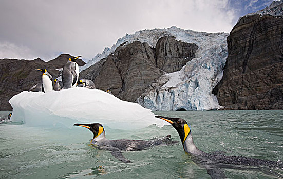 帝企鹅,游泳,冰山,潮水,冰河,金港,南乔治亚,南极,夏天