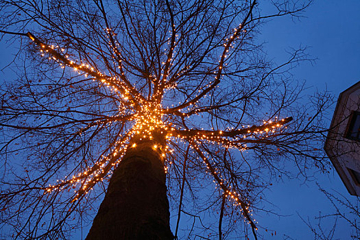 圣诞节,亮光,树,黄昏,地区,不莱梅,德国,欧洲
