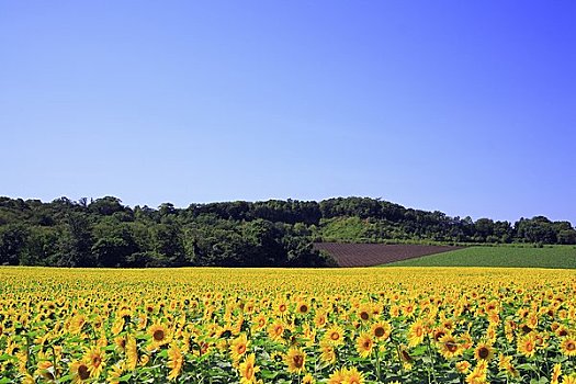 向日葵地,肥料