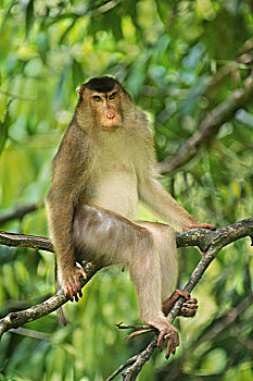 短尾猿,雄性,猪尾,巴戈国家公园,婆罗洲