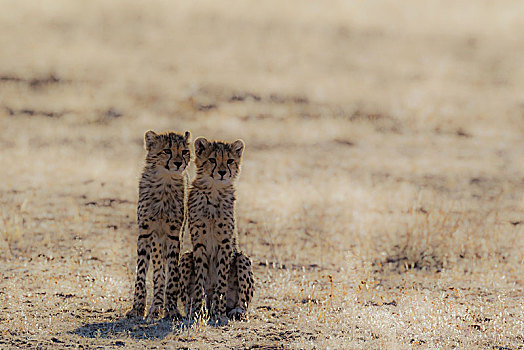 印度豹,猎豹,两个,幼兽,卡拉哈里沙漠,卡拉哈迪大羚羊国家公园,南非,非洲