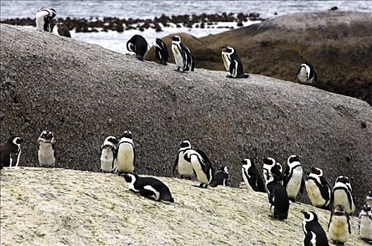 非洲企鹅,黑脚企鹅,漂石,海滩,西海角,省,南非