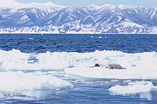 斑海豹,冰