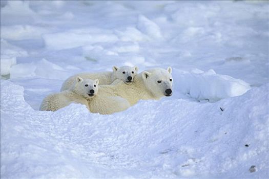 北极熊,家庭,休息,邱吉尔角,曼尼托巴,加拿大,冬季,肖像