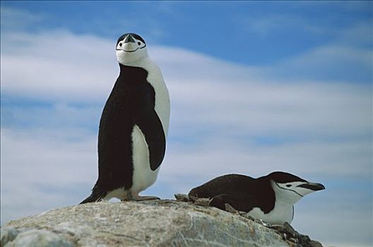 帽带企鹅,南极企鹅,伴侣,栖息地,南极