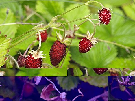 野草莓,植物
