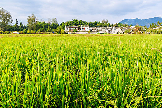 中国安徽省黟县屏山村田园风光