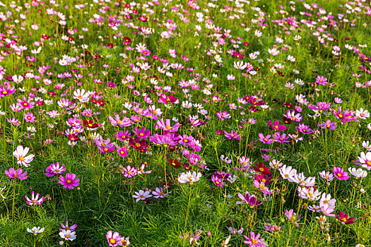 格桑花