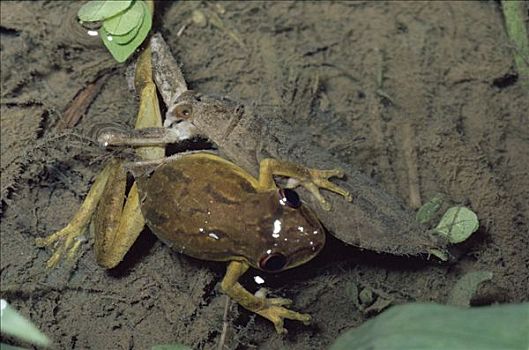 青蛙,雨林,哥斯达黎加