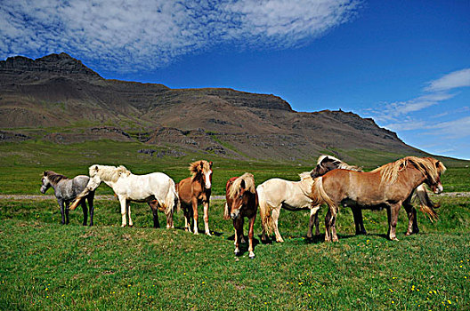冰岛,马,半岛,欧洲