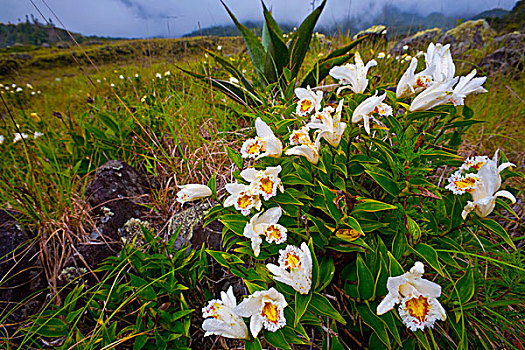 兰花,花,只有,三个,白天,火山,国家公园,巴拿马