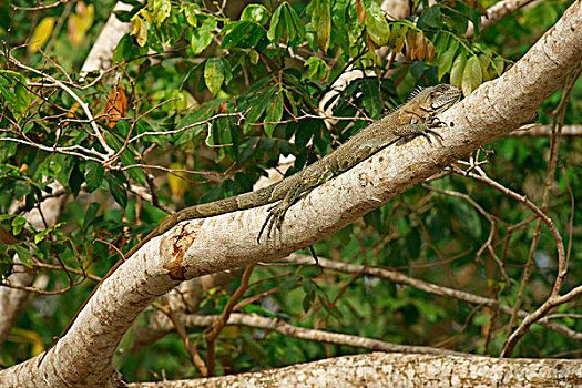 绿鬣蜥,枝条,潘塔纳尔,巴西,南美