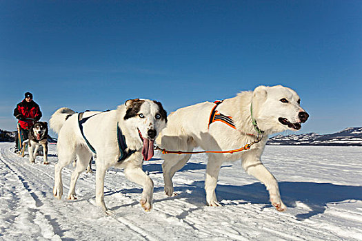 两个,白色,领先,领着,狗,男人,跑,驾驶,狗拉雪橇,团队,雪橇狗,阿拉斯加,爱斯基摩犬,冰冻,育空地区,加拿大