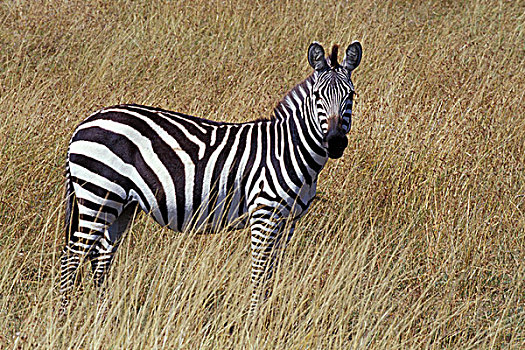 肯尼亚,马塞马拉野生动物保护区,斑马,草原,马赛马拉