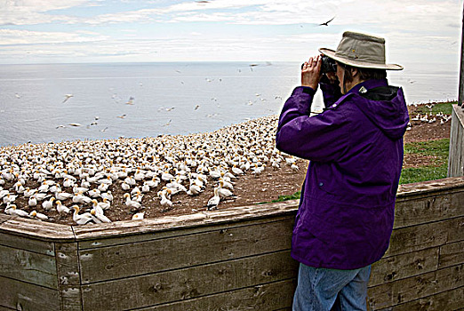 游客,看,塘鹅,生物群,国家,魁北克,加拿大