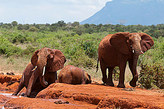 大象,非洲象,帮助,幼兽,受困,泥,东察沃国家公园,肯尼亚