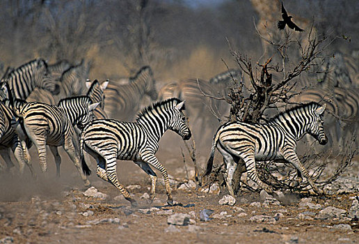 平原斑马,斑马,马,埃托沙国家公园,纳米比亚,非洲